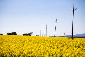 Yellow colza field in summer, rapeseed field and blue sky, Spain