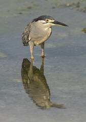 Portrait of a Striated Heron at Arad coast of Bahrain