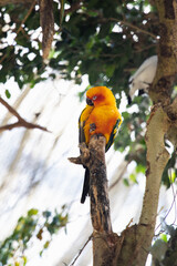 Colorful parrot sitting on a branch, blue parrot, green orange parrot