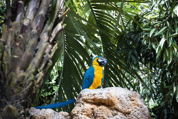 Colorful parrot sitting on a branch, blue parrot, green orange parrot