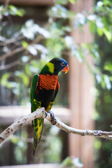 Colorful parrot sitting on a branch, blue parrot, green orange parrot