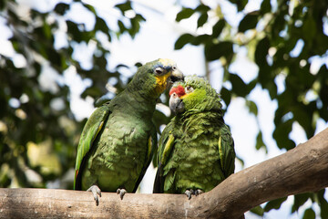 Cute couple of green parrots on the branch, sweet two green birds kissing