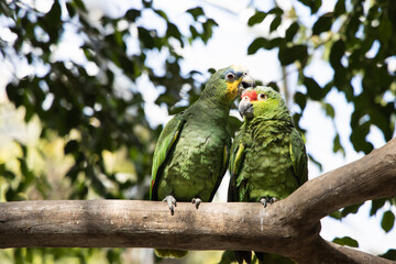 Cute couple of green parrots on the branch, sweet two green birds kissing