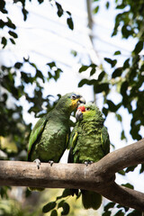 Cute couple of green parrots on the branch, sweet two green birds kissing