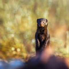 Common dwarf mongoose standing up with blur foreground in Kruger National park, South Africa ;...