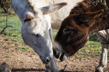Naklejka na ściany i meble Portrait of two donkeys speaking to each other, couple of white and brown donkey