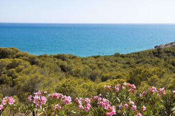 Obraz premium Landscape of pinetree forest and mountains and sea in the background, Sitges, Garraf mountains