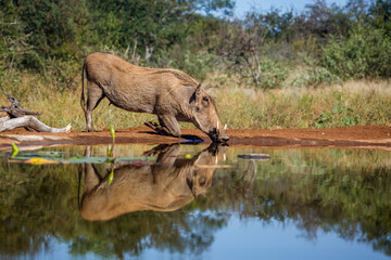 Common warthog drinking in waterhole with reflection in Kruger National park, South Africa ; Specie...