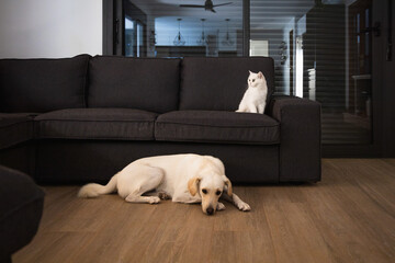 White small cat on the sofa with a white dog in a background