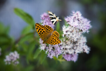Silver-washed fritillary butterfly on the pink flowers, Argynnis paphia