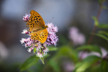 Silver-washed fritillary butterfly on the pink flowers, Argynnis paphia