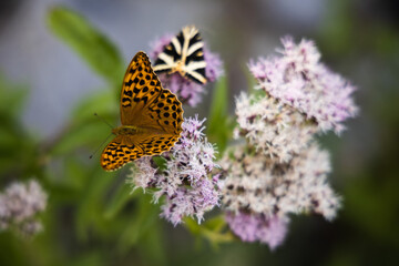 Silver-washed fritillary butterfly on the pink flowers, Argynnis paphia