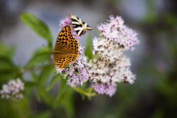 Silver-washed fritillary butterfly on the pink flowers, Argynnis paphia