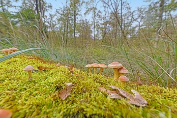 Picture of a group of mushrooms on a tree trunk in autumn