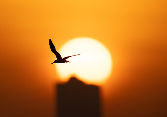 White-cheeked Tern flying during sunrise