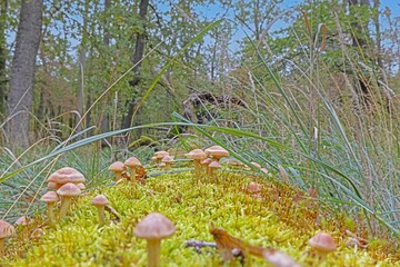 Picture of a group of mushrooms on a tree trunk in autumn