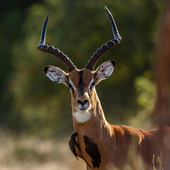 Common Impala male portrait with oxpecker in Kruger National park, South Africa ; Specie Aepyceros...