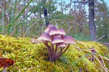 Picture of a group of mushrooms on a tree trunk in autumn