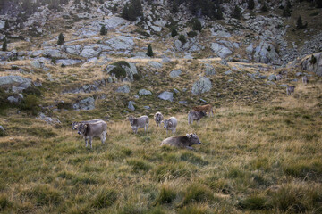 Cows resting in the meadow in mountains, Pyrenees, Spain