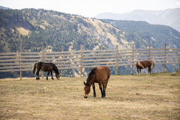 Fototapeta na wymiar Brown horses grazing in a field of Pyreness mountains, Baquiera, Catalonia, Spain