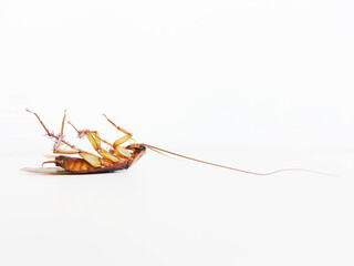 Roach On a white background
