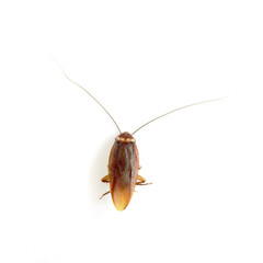 Roach On a white background