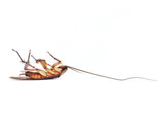 Roach On a white background