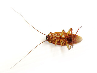Roach On a white background