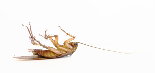 Roach On a white background