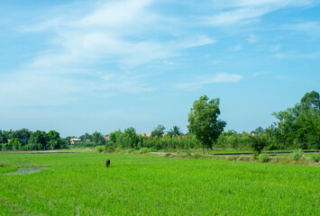 farmers working in the vast fields in the afternoon.
The green fields of Vietnam, with buffaloes and cows, and vast water.

