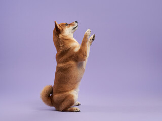 Shiba Inu dog performs a beg, its charm highlighted against a lavender studio backdrop. The poised...