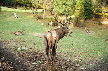 Wild old male red deer is looking to camera by the female red deer on green grass.