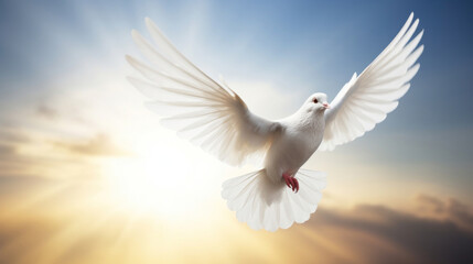 A white dove,  White dove on bright light shines from heaven background. Love and peace descends from sky.