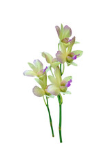 Yellow With Purple Phalaenopsis Isolated on Transparent Background