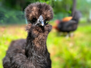 Cute, black, Bantam Silkie chicken looking off in the distance on a small homestead