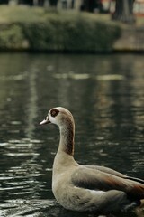 Goose near a pond with one of its legs submerged in the still water