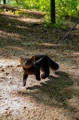 A pet intelligent dark sable on a walk in the park. Summertime.