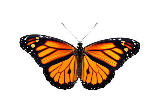 Generative AI image of a stunning Butterfly is flying, isolated on a completely white background, macro