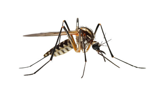 Generative AI image of a stunning Mosquito is flying, front angle, front view, isolated on a completely white background, macro