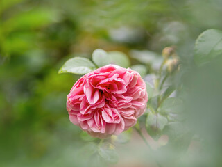 Herbststimmung letze rosa Rose blüht