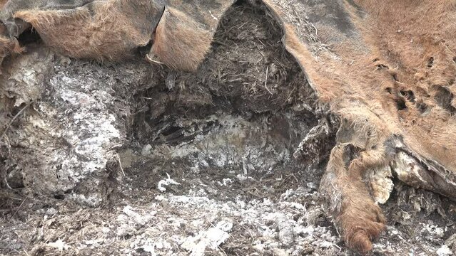 The skin-eaters gnawed holes in the cow's hide. Dogs and foxes ate the peritoneum