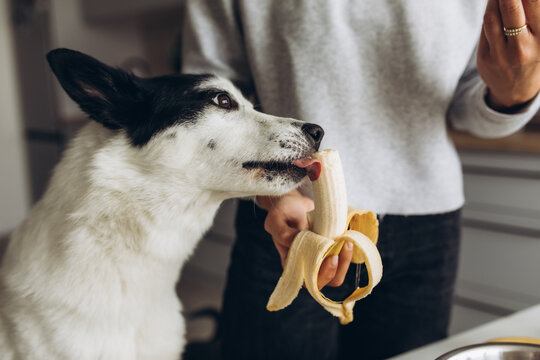 Cute big black and white dog tries a banana from the hands of its owner in the kitchen at home