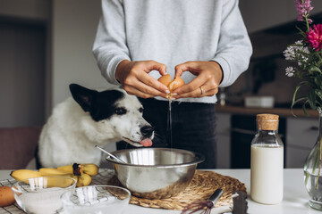 A cute big white and black dog helps her owner prepare a banana muffin with berries for breakfast. Friendship and healthy homemade food concept. Cozy atmosphere in the kitchen at home - Powered by Adobe