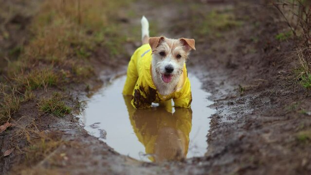 The dog is standing in a puddle. Jack Russell Terrier in a yellow raincoat. Wet and dirty pet on a walk. Inclement weather