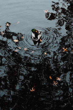 Duck preening in the water, autumn leaves, water slings.