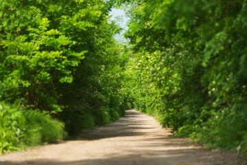 Forest or park landscape in the city