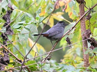 Gray Catbird bird perched atop a branch of a tree, surrounded by lush foliage