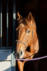 A chestnut Thoroughbred looking out of a stall with a knot halter and a black background in portrait orientation. 