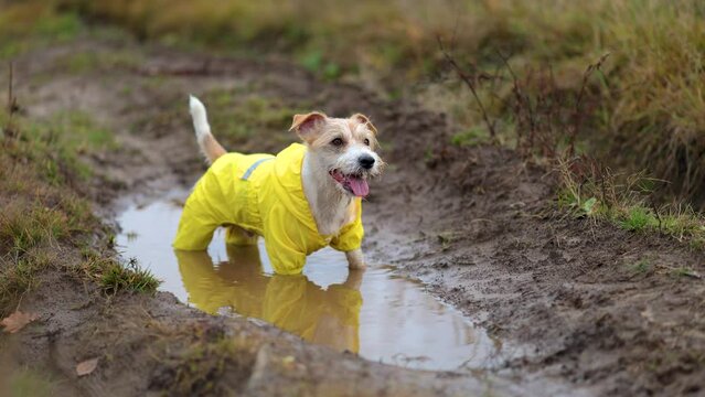 The dog is standing in a puddle. Jack Russell Terrier in a yellow raincoat. Wet and dirty pet on a walk. Inclement weather
