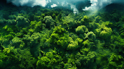 Naklejka na ściany i meble Striking view of a dense forest canopy from a bird's eye perspective